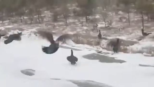 Такое мало кто видел. Глухари толпою по дороге.... смотреть онлайн
