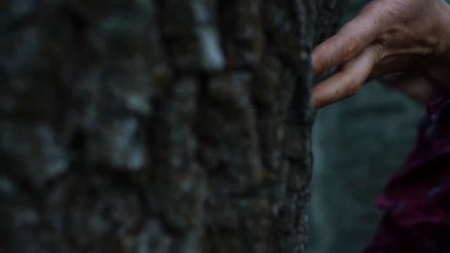 Древо жизни. Заземление. Ода деревьям. смотреть онлайн