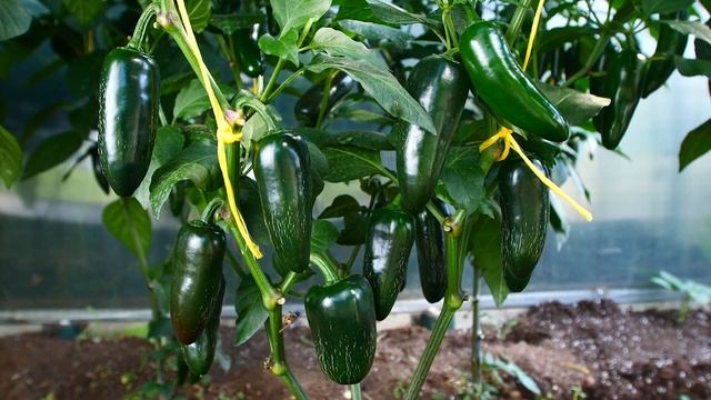 Идеи для оригинальных подарков