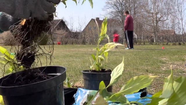 HOW TO MULTIPLY PEACE LILY / CADVARYSWEET смотреть онлайн
