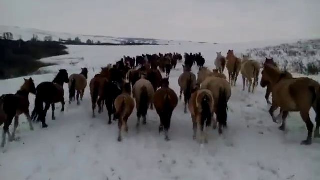 Аттар тибендә, башкирская лошадь, кони смотреть онлайн