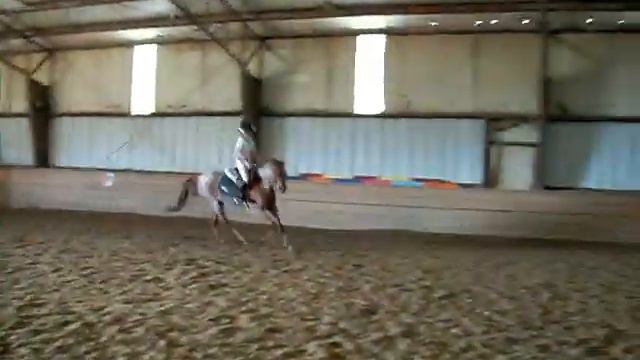 Jojo 8 yr old medium pony смотреть онлайн