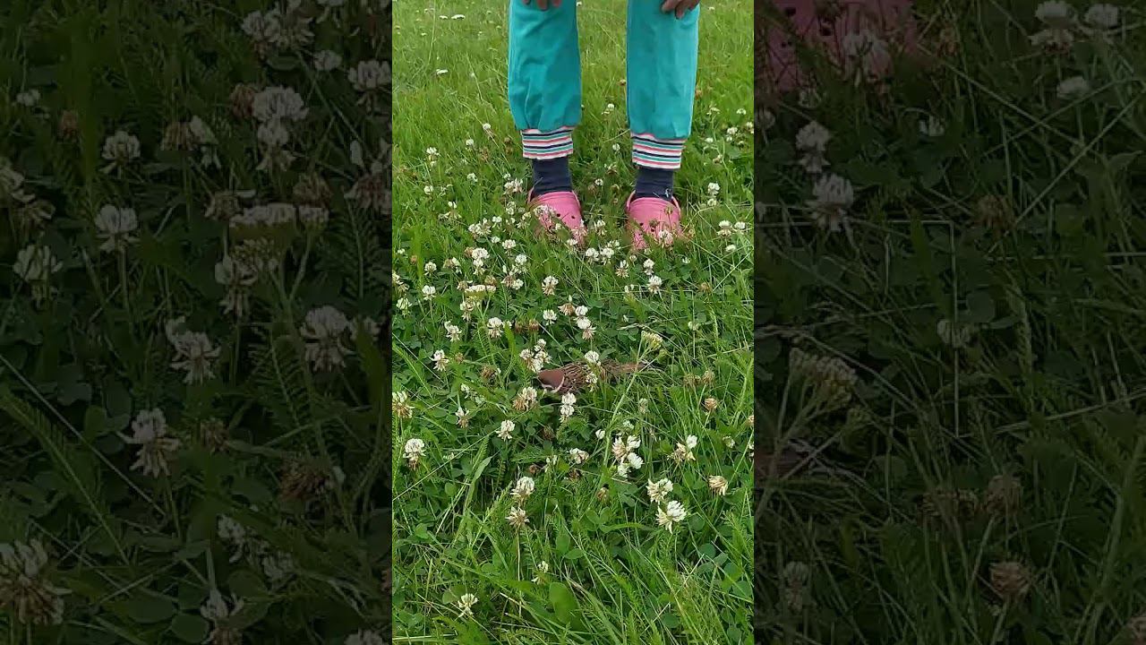 воробей #джекворобей смотреть онлайн