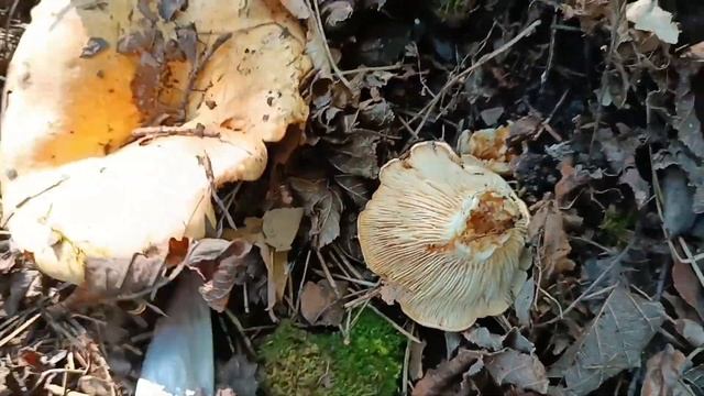 Маслята и грузди дубовые. Огромное количество груздей!!! 18 июля 2023 смотреть онлайн