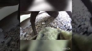 замена масла, yamaha gear, ямаха бвс,  за 7 минут ,_ какое масло нужно лить , чтоб мотор ездил долг