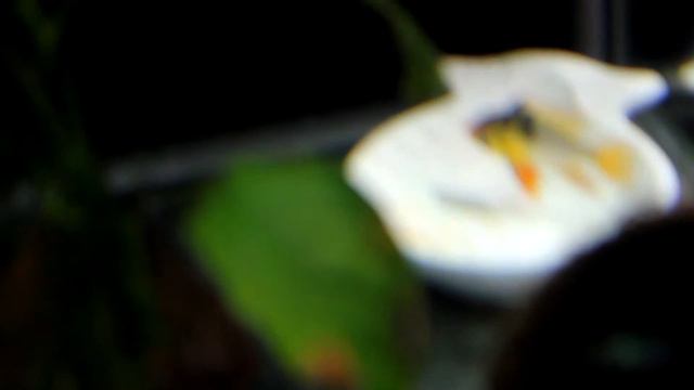 Апистограмма рамирези размножение. Папаши охраняют потомство. смотреть онлайн