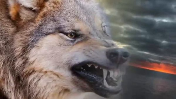 Виталий Волин- Волчара!!!!