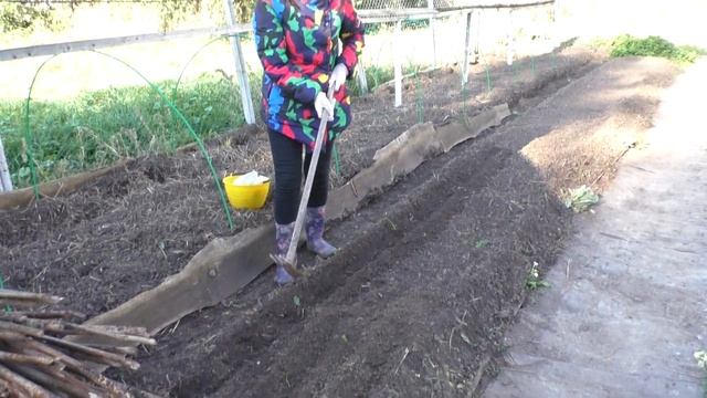 Посадка чеснока под зиму легко и просто смотреть онлайн