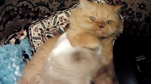 Как пьяный Кот пришёл домой смотреть онлайн