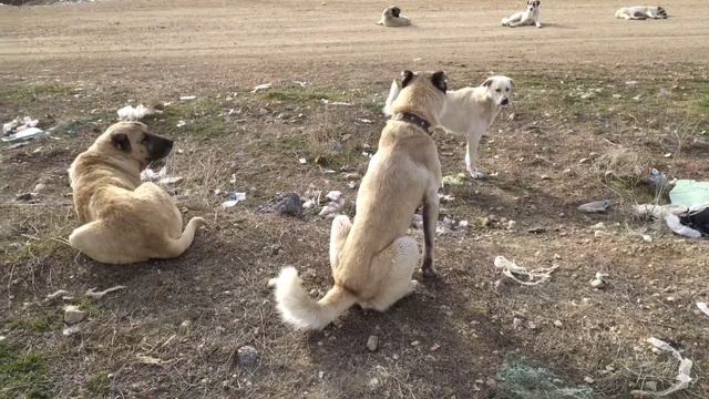 AYIRMAKTA ZORLANDIM. DÖVÜ$TÜLER. köpekler boğuştu. kangal tek tutuş yaptı. 21 Şubat 2024 смотреть онлайн