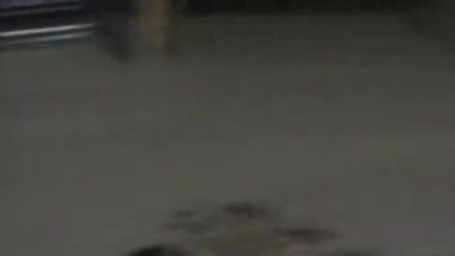лабрадор стефи мне 2 месяца