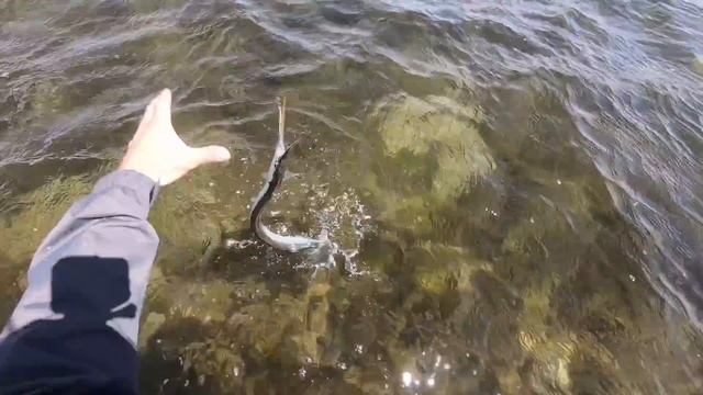 Рыбалка, самодельные блесны на САРГАНА, Германия, Висмар, Балтийское море. 21.05.2018 смотреть онлайн