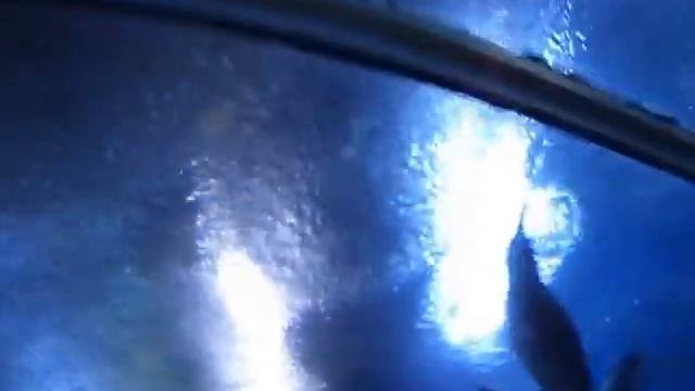Океанариум В Паттайе (Underwater World Pattaya) смотреть онлайн