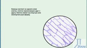 Биология. Строение клеток кожицы лука