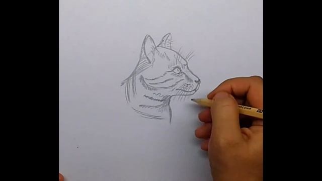Котята на скорую руку Как нарисовать портрет кошки Простой рисунок карандашом смотреть онлайн