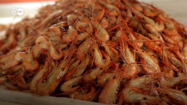 Santarém with a Local | Travel Tips for Santarém | A Day in Santarém, Brazil смотреть онлайн