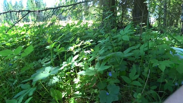 Майская рядовка в Перми. Грибы 14 июня 2022 1 ч. смотреть онлайн