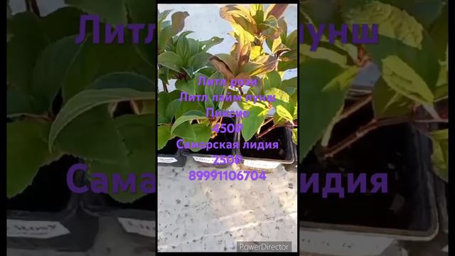 Для заказа пишите в ватсап 89991106704 от 5 шт на сорт смотреть онлайн