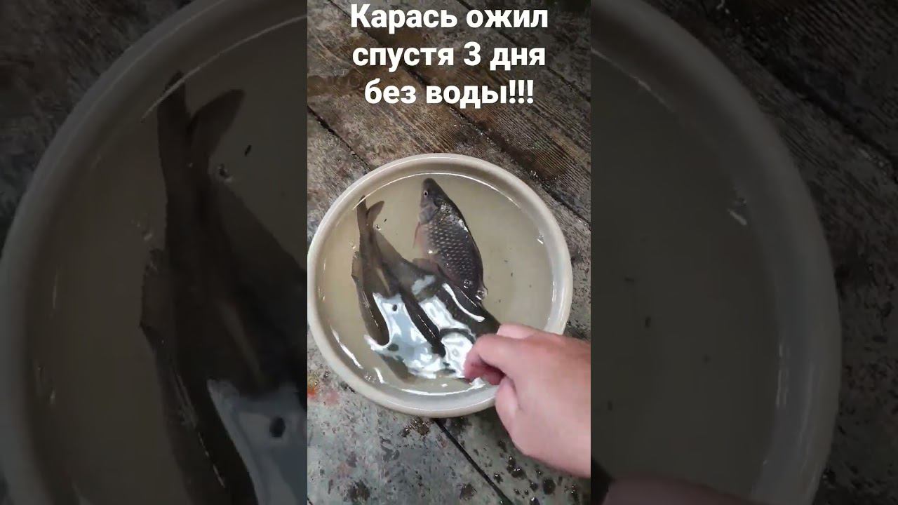 Оживет ли карась пролежав 3 дня без воды??? смотреть онлайн