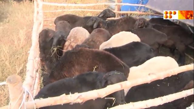 Бараны по 25 тысяч смотреть онлайн