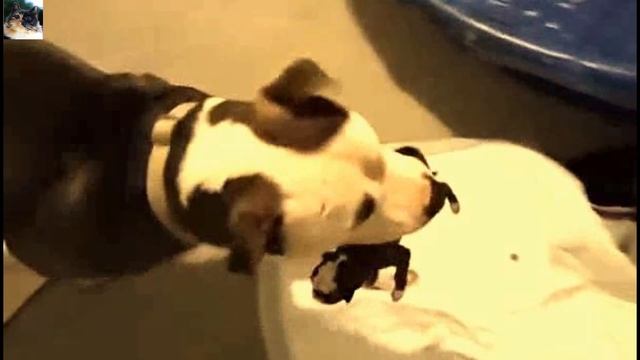 Она наблюдала, как собака ощенилась! После, четвероногая сделала то, чего женщина никогда не видела смотреть онлайн