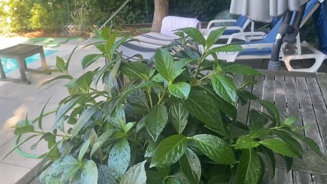 ГОРТЕНЗИЯ СБЕЖАВШАЯ НЕВЕСТА/ RUNAWAY BRIDE смотреть онлайн