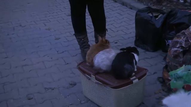 Зайцетерапия в сокольниках (контактный зоопарк на выезде) смотреть онлайн