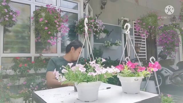 semai dan kenali petunia смотреть онлайн