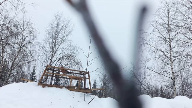 Ловля белопоясого клеста птичка наживка смотреть онлайн