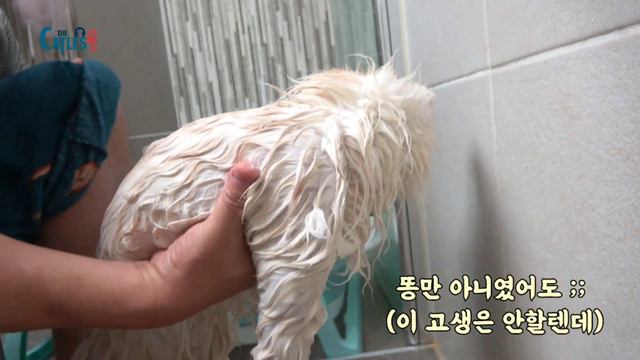순둥이 고양이 탕목욕해도 순둥이일까? смотреть онлайн