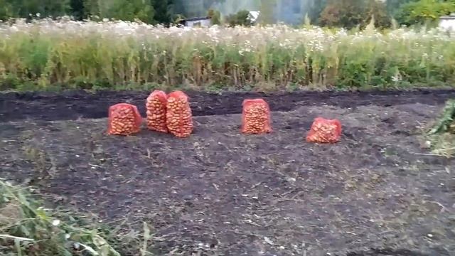 Наша Дача/Уборка Урожая/Все в ТРАВЕ смотреть онлайн