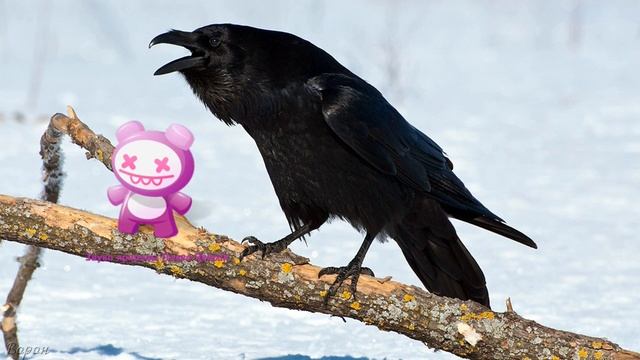 Голоса птиц Как поёт Ворон обыкновенный Corvus corax.mp4 смотреть онлайн