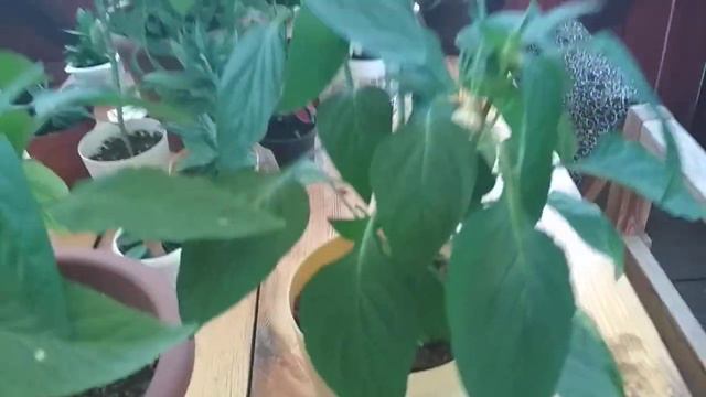 Такой Сладкий Перец 🌶️ Никогда Раньше Не Видела! Смотрите, ЧТО Выросло. Огород в Беседке смотреть онлайн