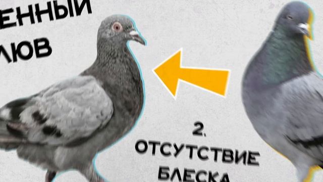 Почему мы видим только взрослых голубей? Хороший Вопрос смотреть онлайн