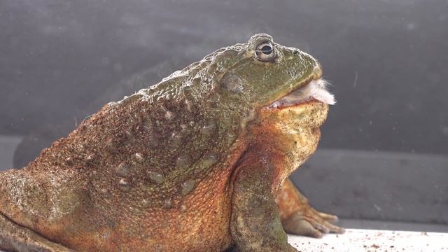 Bullfrog Eats Irritating Hamster - Warning Live Feeding смотреть онлайн