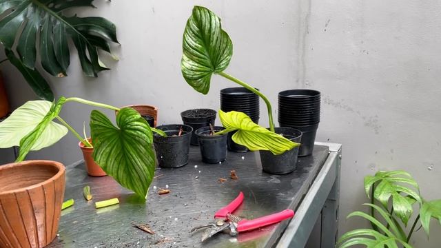 Philodendron Mamei care and propagation (in water, moss, and soil) with updates! смотреть онлайн