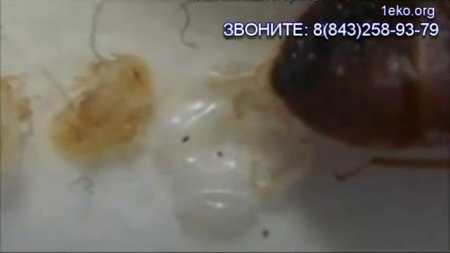 Как избавиться от клопов в квартире смотреть онлайн