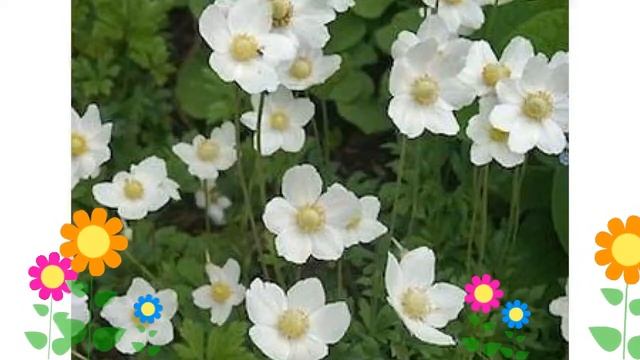 Анемона лесная. Краткий обзор: Анемона лесная описание характеристик, где купить саженцы смотреть онлайн