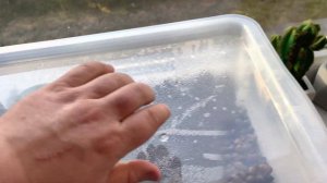 Теплица для анубиасов