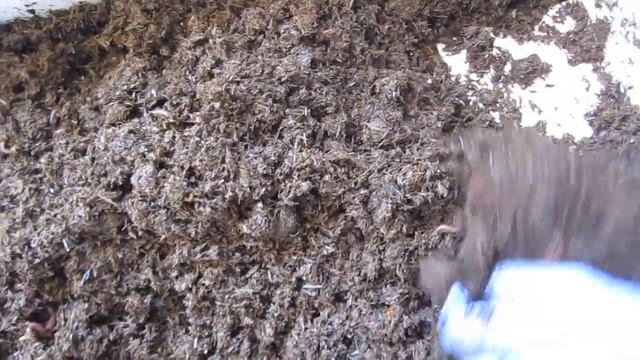 «Дикий» навозный червь красный Eisenia fetida (вермикультивирование) смотреть онлайн