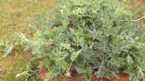 ВЫРАЩИВАНИЕ КАБАЧКОВ, ТЫКВ, АРБУЗОВ И ДЫНЬ В МЕШКАХ 2016. Ч вторая: УРОЖАЙ. Vegetable marrow in beg