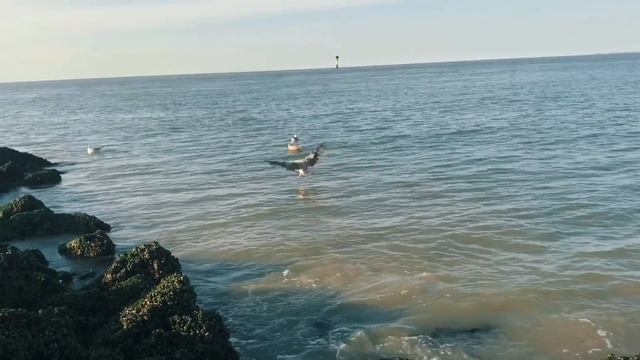 Сказочный город Брюгге Брюссель Кнокке Хейст Бельгия , Brugge Brussels Knokke-Heist Belgium смотреть онлайн