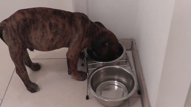 Old English Bulldog (Alte Englische Bulldogge), 21.05.2013/Английский бульдог (старая расса)