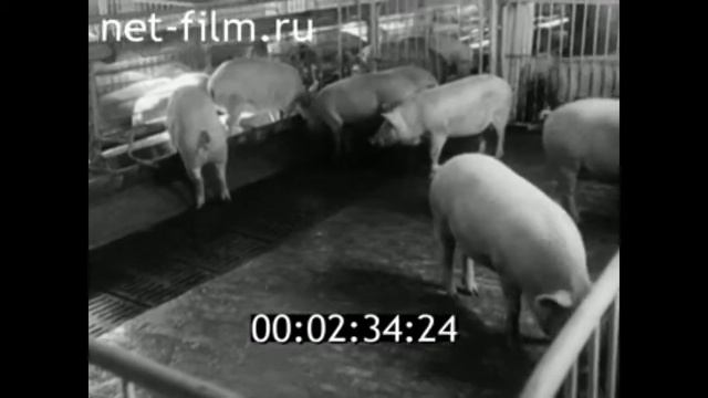 1972г. с.Шорохово. свинокомплекс. Исетский район Тюменская обл смотреть онлайн