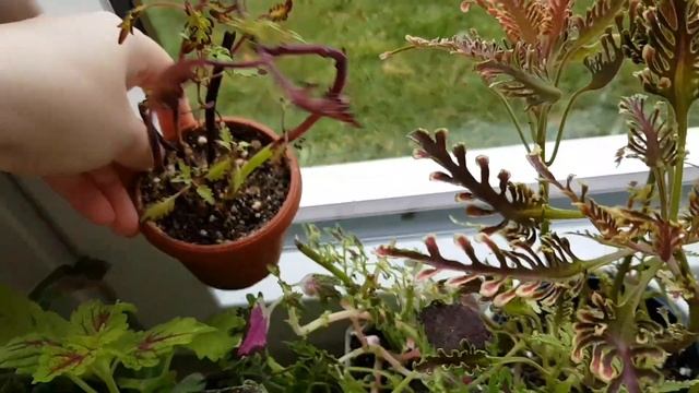 Coleus|Buntnessel|Колеусы на начало марта☀️ Зимовка прошла успешно? смотреть онлайн