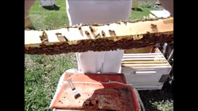 О безвощинном пчеловождении. смотреть онлайн