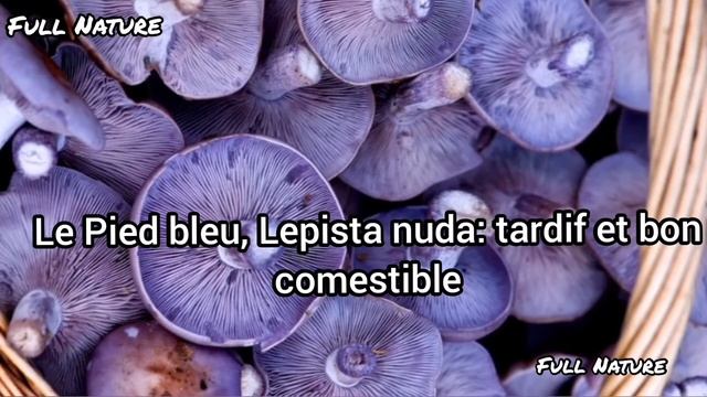 10 CHAMPIGNONS INCONTOURNABLES DE L'AUTOMNE