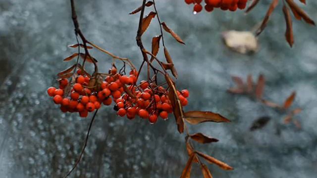 Ищу слова читает Наташа Черноусова, стихи Галина Пятисотских смотреть онлайн