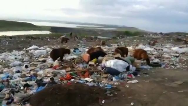 Медведи на свалке Сахалина смотреть онлайн