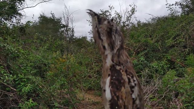 URUTAU O MESTRE DA CAMUFLAGEM смотреть онлайн